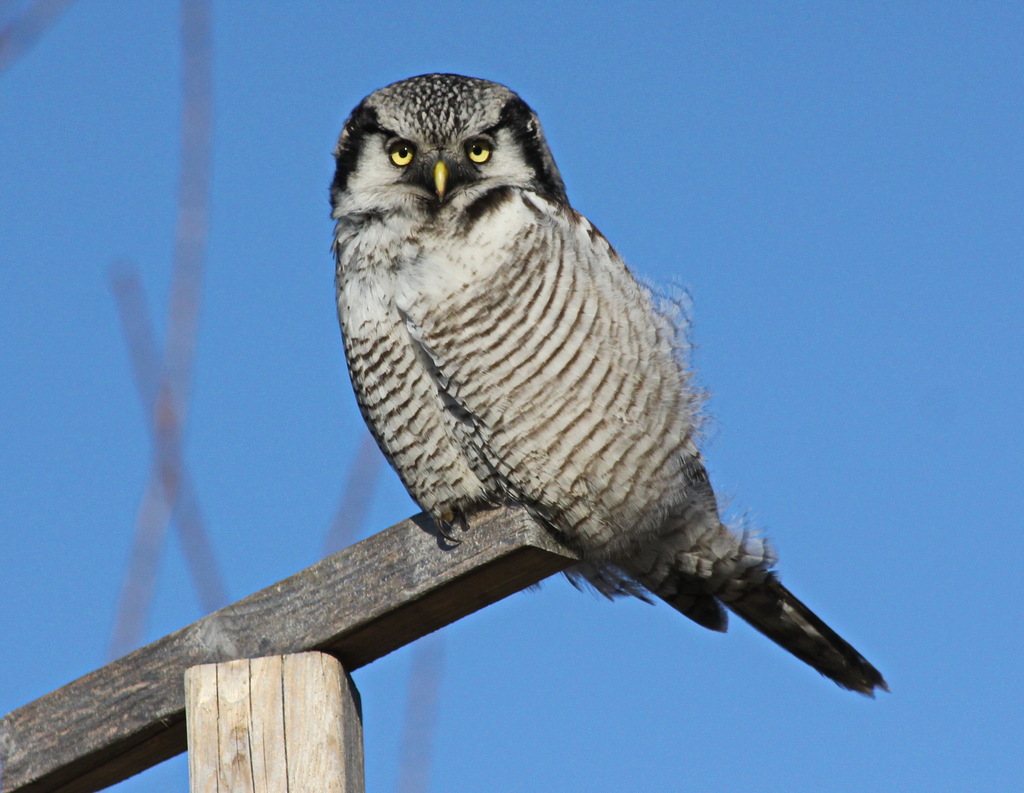 Northern Hawk-Owl