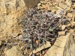 Chaenactis santolinoides