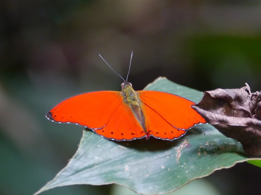Common Red Glider