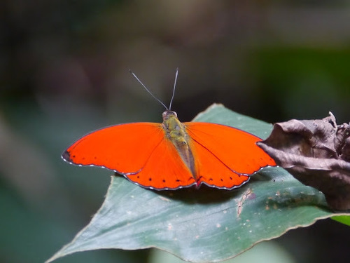 Common Red Glider