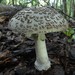 Southern Beech Amanita - Photo (c) Steve Reekie, some rights reserved (CC BY-NC), uploaded by Steve Reekie