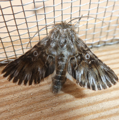 Omphalophana antirrhinii