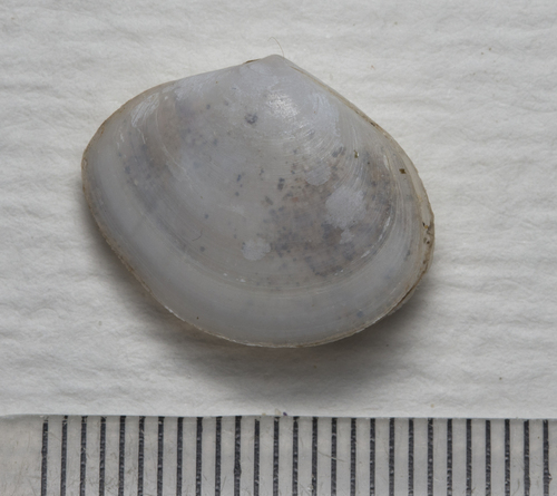 White Furrow-shell, Vilanova i la Geltrú, Barcelona, Spain , photo 7 of 10