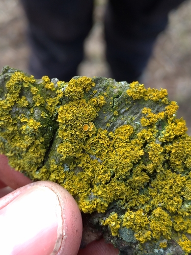 Xanthoria ucrainica