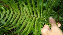 Nephrolepis hirsutula