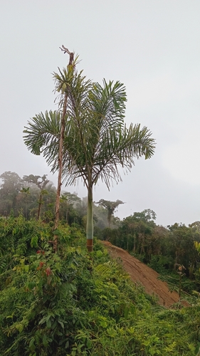 Image of Andean Royal Palm (Dictyocaryum lamarckianum) by (c) Alfredo Gutierrez Dipaz, some rights reserved (CC BY)