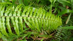 Nephrolepis hirsutula