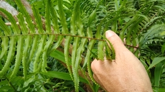 Nephrolepis hirsutula