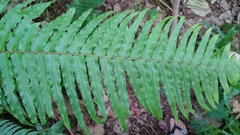 Nephrolepis hirsutula