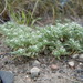 Greeneocharis circumscissa - Photo (c) Matt Lavin,  זכויות יוצרים חלקיות (CC BY-SA)