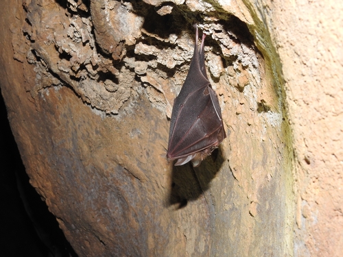 Pearson's Horseshoe Bat (Rhinolophus pearsonii)