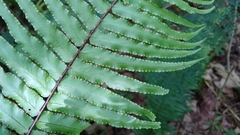 Nephrolepis hirsutula