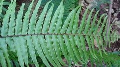 Nephrolepis hirsutula