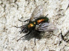 Gymnocheta viridis