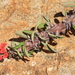 Euphorbia betrokana - Photo (c) amantedarmanin，保留部份權利CC BY-NC