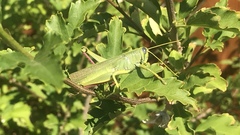 Schistocerca alutacea