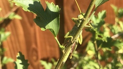 Schistocerca alutacea