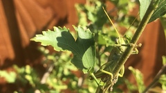 Schistocerca alutacea