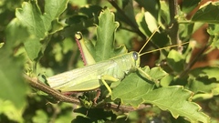 Schistocerca alutacea