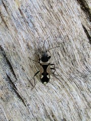 Raglius confusus