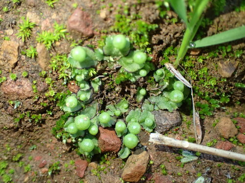 Image of Asterellopsis palmeri by (c) George Williams, some rights reserved (CC BY)