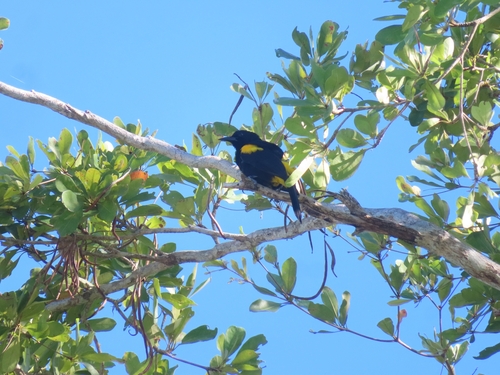 Puerto Rican Oriole (Icterus portoricensis), photo 8