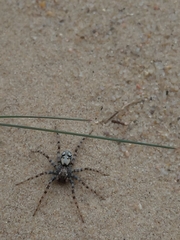 Arctosa perita