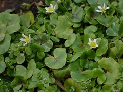 Ranunculus hederaceus