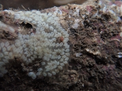 Styelidae