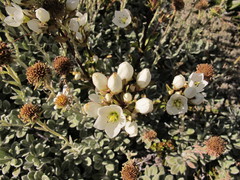 Gentianella montana