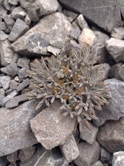 Lignocarpa carnosula, photograph (c) hana_h, some rights reserved (CC BY)