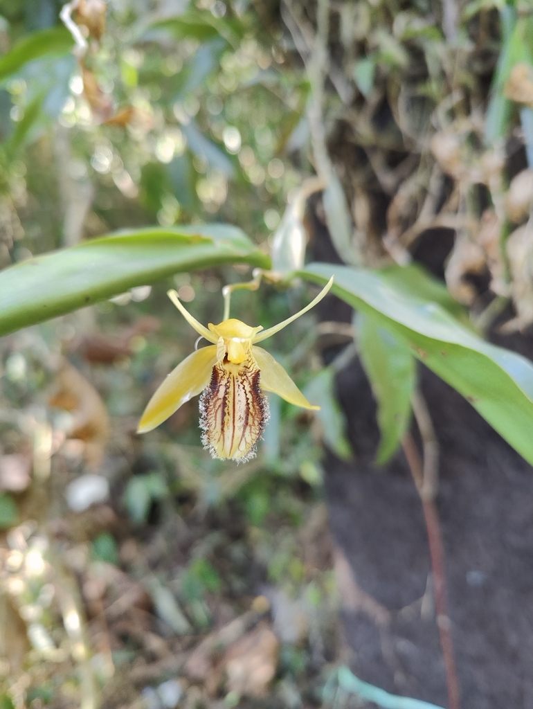 Coelogyne ovalis
