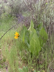 Wyethia glabra