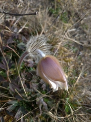 Pulsatilla vernalis