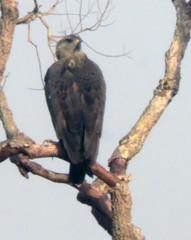 Buteogallus coronatus