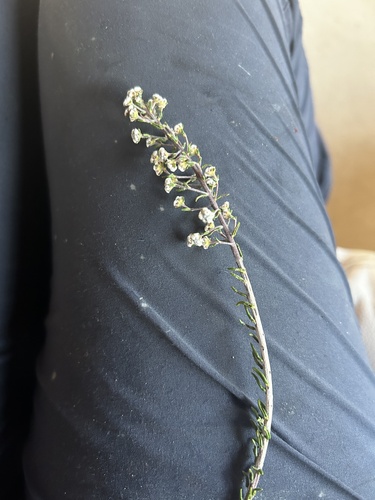 Mini Hardleaf (Phylica parviflora)