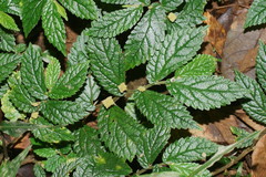 Elatostema reticulatum