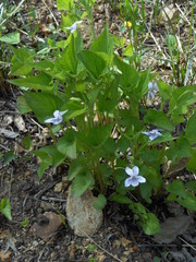 Viola acuminata