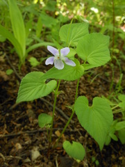 Viola acuminata