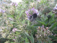 Bombus terrestris canariensis