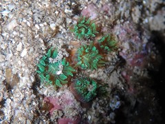 Polycyathus verrilli