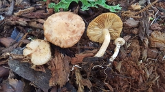 Pholiota chrysmoides