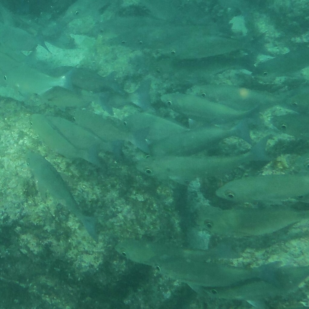 Longfin salema (Xenichthys agassizii) — Haemulidae