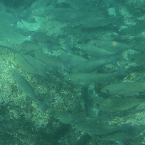 Longfin salema (Xenichthys agassizii) — Haemulidae