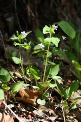 Viola acuminata
