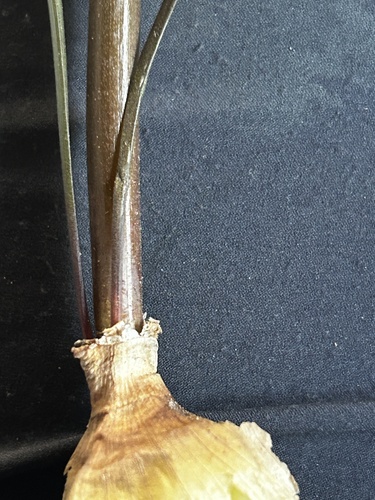 Cyrtanthus fergusoniae