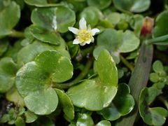 Ranunculus hederaceus