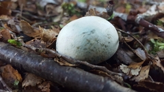 Rossbeevera pachydermis