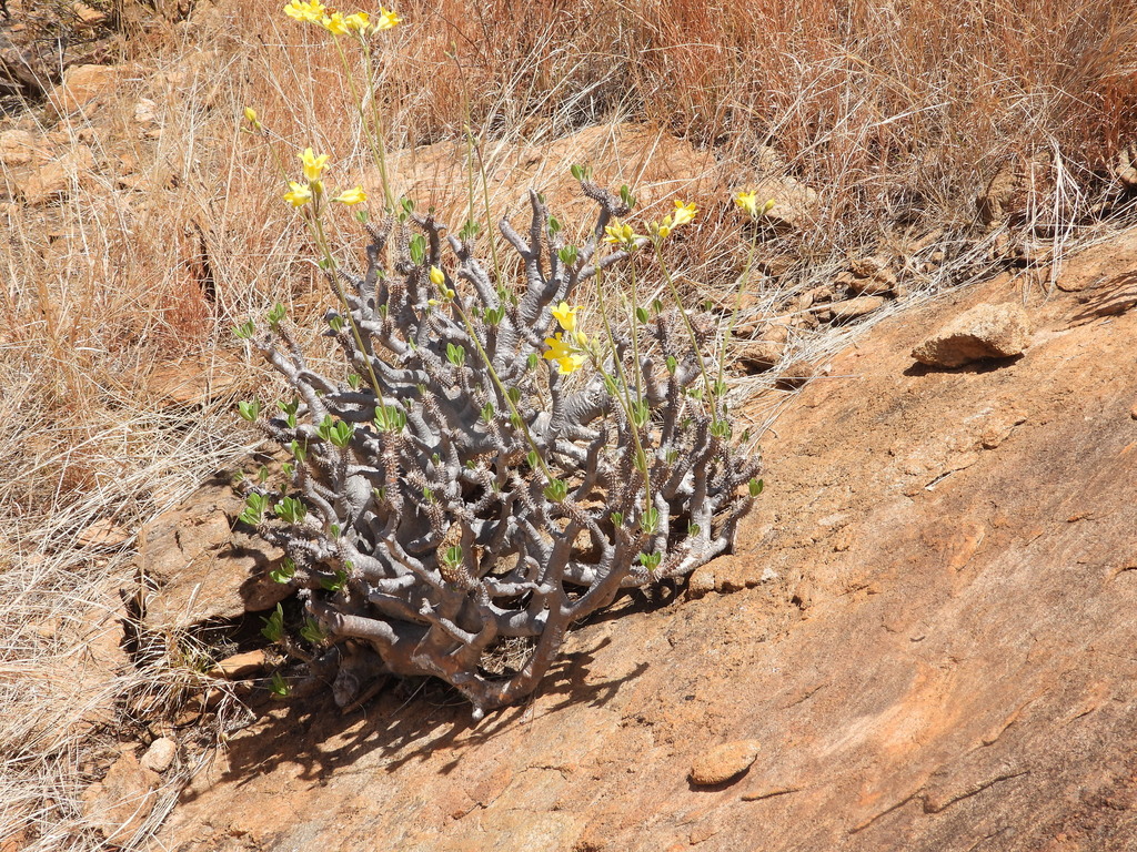 Pachypodium horombense, Betroka, Madagascar