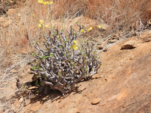 Madagascar Palm (Pachypodium horombense)